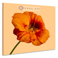 Schilderij - Oranje klaproos op gele achtergrond , Wanddecoratie, Premium print , 60x60cm