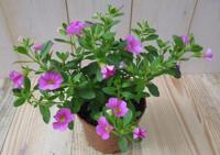 3 stuks! Petunia Million Bells roze Warentuin Natuurlijk - Warentuin natuurlijk