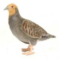 Hansa pluche patrijs knuffel - vogel - 26 cm - dieren