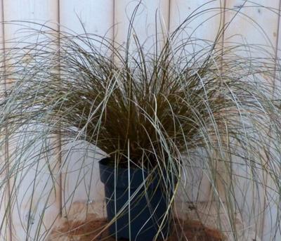 Bruin gras 30 cm - Warentuin natuurlijk