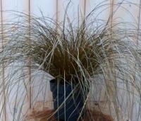 Bruin gras 30 cm - Warentuin natuurlijk