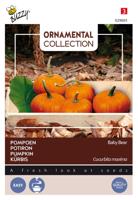 Ornamental wintersquash baby bear - Buzzy