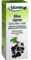 Biover Ribes Nigrum Zwarte Aalbes