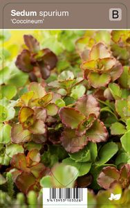 Vips Sedum spurium Coccineum - Vetkruid