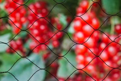 Tuinnet primo zwart maaswijdte 28x28mm 12 g/m2 10x4m - Nature