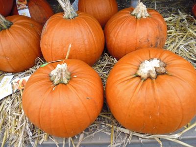 Pompoen 10 tot 20 cm - Warentuin natuurlijk