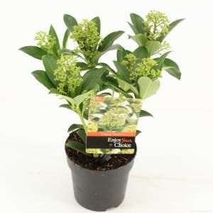 Skimmia (Skimmia Japonica “Fragrant Cloud”) heester - 20+ cm (P13) - 8 stuks