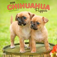 Chihuahua Puppies Kalender 2026
