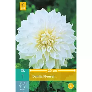 1 Dahlia Fleurel