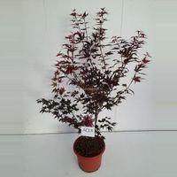 Japanse esdoorn (Acer Palmatum "Atropurpureum") - 80-100 cm - 1 stuks - thumbnail
