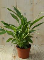 Lepelplant Spathiphyllum 25 cm - Warentuin natuurlijk