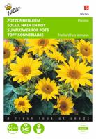 Helianthus Annuus Pacino, Lage Potzonnebloem - Buzzy
