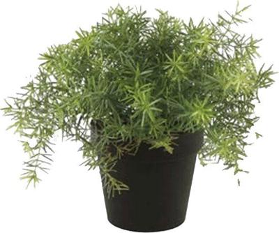 Asparagus bush 10 cm lt green in black pot 9.5 cm - Emerald