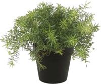 Asparagus bush 10 cm lt green in black pot 9.5 cm - Emerald Asparagus bush 10 cm lt green in black pot 9.5 cm - Emerald