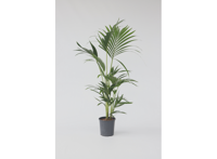 Grote Kentia Kamerpalm