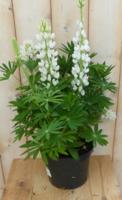 Lupinus wit 50 cm - Warentuin natuurlijk