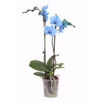 Blauwe Orchidee (Phalaenopsis) - P 12 cm