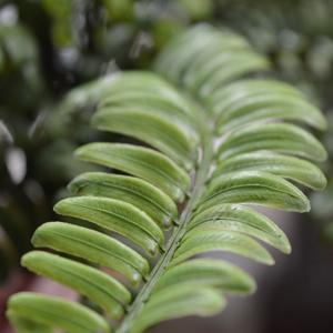 Asplenium Varen kunstplant 35cm