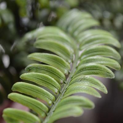 Asplenium Varen kunstplant 35cm