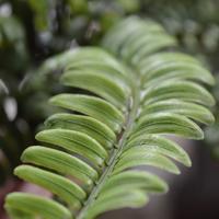 Asplenium Varen kunstplant 35cm