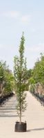 2 stuks! Zuil haagbeuk laagstam Carpinus betulus Fastigiata h 250 cm st. h 30 cm boom - Warentuin Natuurlijk