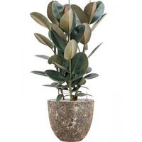 Plant in Pot Ficus Elastica Abidjan 110 cm kamerplant in Baq Lava Relic Rust Metal 36 cm bloempot - thumbnail