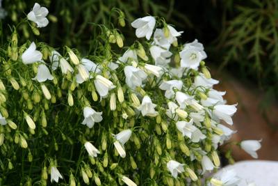 Klokjesbloem