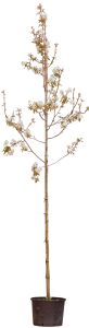 2 stuks! Gewone krentenboom Amelanchier lamarckii h 250 cm st. omtrek 6 cm boom - Warentuin Natuurlijk