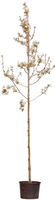 2 stuks! Gewone krentenboom Amelanchier lamarckii h 250 cm st. omtrek 6 cm boom - Warentuin Natuurlijk - thumbnail