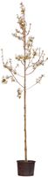 2 stuks! Gewone krentenboom Amelanchier lamarckii h 250 cm st. omtrek 6 cm boom - Warentuin Natuurlijk