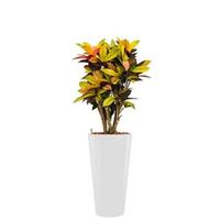 Standard All in 1 Hydrocultuur Croton iceton rond wit