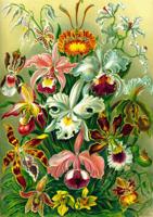 Ernst Haeckel Puzzle Orchid (1000 pieces) Ernst Haeckel Puzzle Orchid (1000 pieces)
