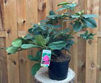 Rhododendron Germania groenblijvende heester rododendron met roze bloemen ca. 60-70cm incl. pot Warentuin Natuurlijk - Warentuin natuurlijk