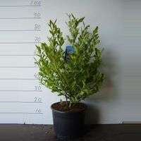 Magnolia Stellata - 50 - 70 cm - 5 stuks