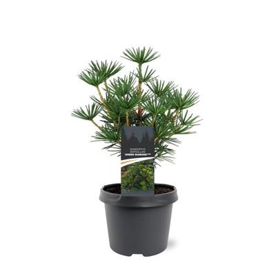 Sciadopitys verticillata Green Diamond pbr 25-30 cm Conifeer - Warentuin natuurlijk