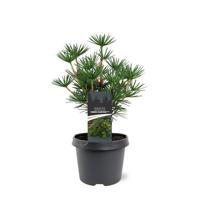 Sciadopitys verticillata Green Diamond pbr 25-30 cm Conifeer - Warentuin natuurlijk