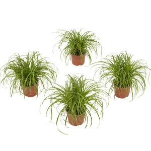 Cyperus alternifolius -  set van 4 stuks