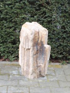 Fossiel Hout MA23-9, 58 cm