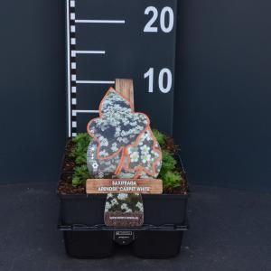 Steenbreek (saxifraga arendsii "Carpet White") bodembedekker - 6-pack - 1 stuks