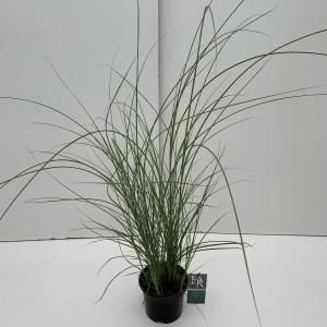 Prachtriet (Miscanthus sinensis "Gracillimus") siergras - In 3 liter pot - 1 stuks