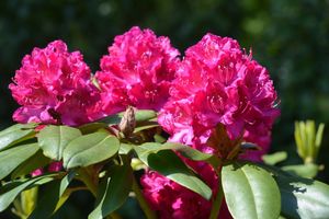 Rhododendron