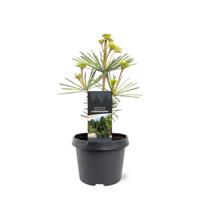 Sciadopitys verticillata Sternschnuppe 25-30 cm Conifeer - Warentuin natuurlijk