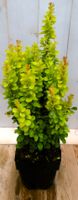 Berberis groengeel 40 cm - Warentuin Natuurlijk