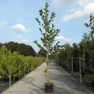 Magnolia struik Heaven Scent - 200 - 250 cm - 4 stuks