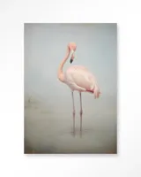 Flamingo Flamingo