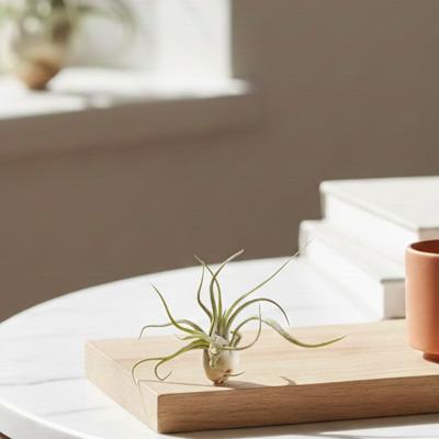 Tillandsia Caput Medusae - Luchtplant Tillandsia Caput Medusae - Luchtplant