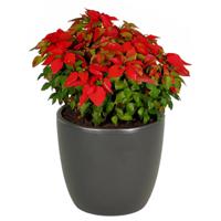 Floran bloempot/plantenpot Atmosphera - mat antraciet grijs - keramiek - D32 x H27 cm