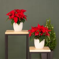 Kerststerren Duo - Rode Poinsettia - P12 Kerststerren Duo - Rode Poinsettia - P12