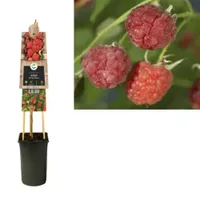 Klimplant Rubus Malling Promise - Rode Bramen