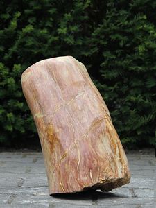 Versteend hout VH-6A
